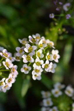 Tatlı alyssum beyaz ve pembe çiçekler - Latince adı - Lobularia maritima