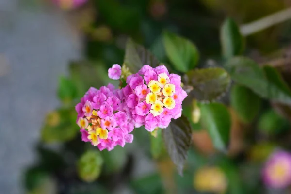 Fleur Verveine Arbustive Close Nom Latin Lantana Camara — Photo