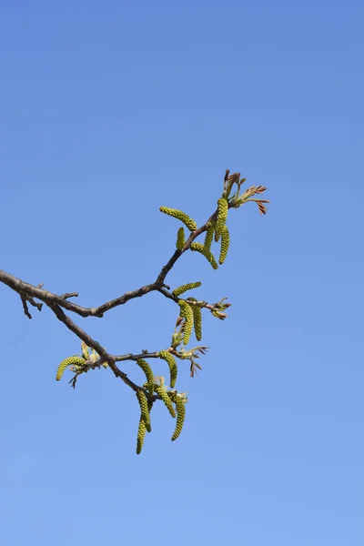 Gałąź Orzecha Zwyczajnego Kwiatami Tle Błękitnego Nieba Nazwa Łacińska Juglans — Zdjęcie stockowe