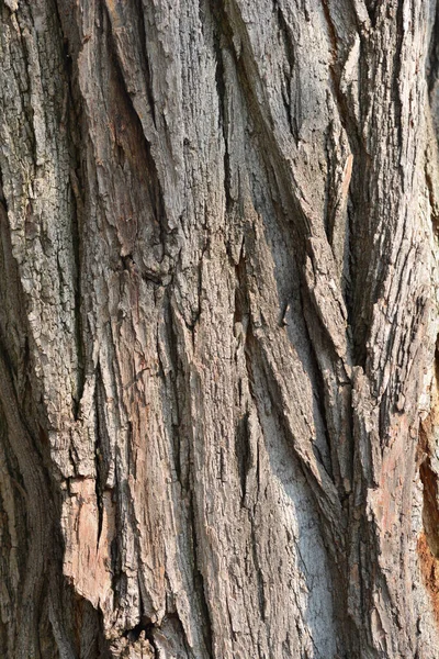 Black Locust Bark Detail Latin Name Robinia Pseudoacacacia — стоковое фото