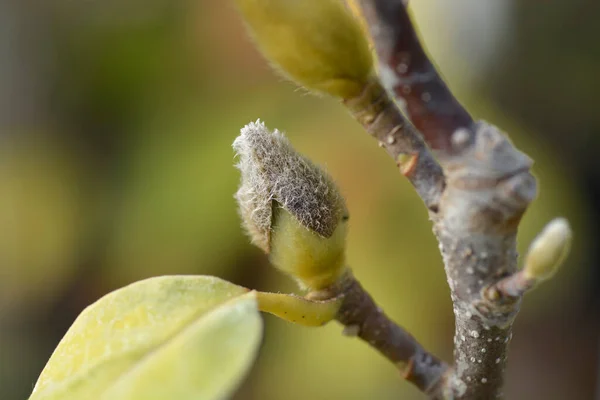 Magnolia Branca Lennei Alba Ramo Com Folhas Flor Broto Nome — Fotografia de Stock