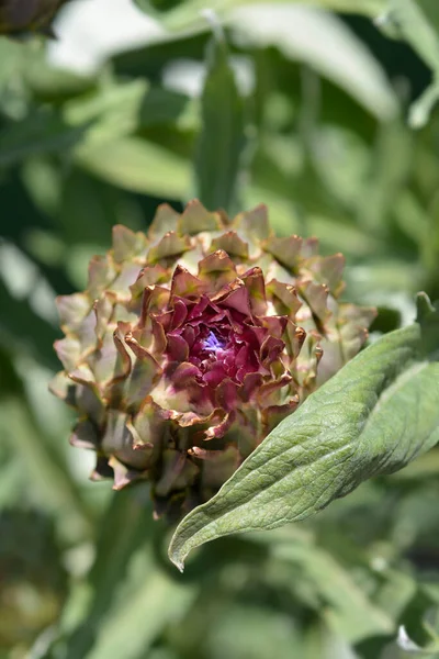 Αγκινάρα Γαϊδουράγκαθο Λουλούδι Λατινική Ονομασία Cynara Cardunculus — Φωτογραφία Αρχείου
