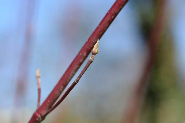 Tomurcuklu Sibirya Dogwood Şubesi Latince Adı Cornus Alba Sibirica — Stok fotoğraf