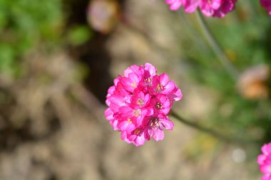 Sea Thrift Dusseldorf Pride flower - Latin name - Armeria maritima Dusseldorf Pride