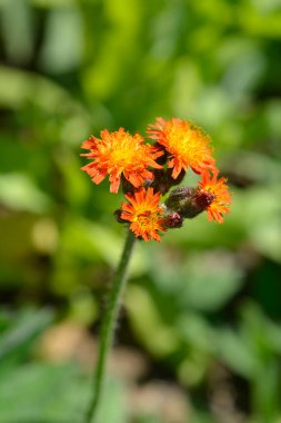 Orange hawkweed flowers - Latin name - Pilosella aurantiaca