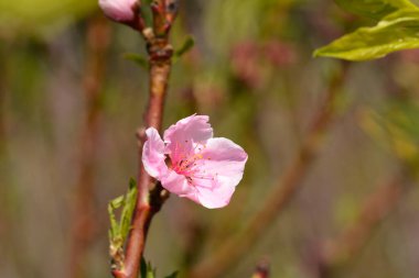 Peach tree Cresthaven branch with flower - Latin name - Prunus persica Cresthaven