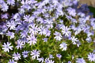 Sürünen Phlox Fevkalade Mavi Mor çiçekler - Latince adı - Phlox subulata Fevkalade Mavi Violet