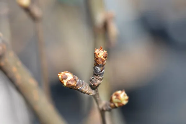 Pear Tree Conference Branch Buds Latin Name Pyrus Communis Conference — Fotografia de Stock