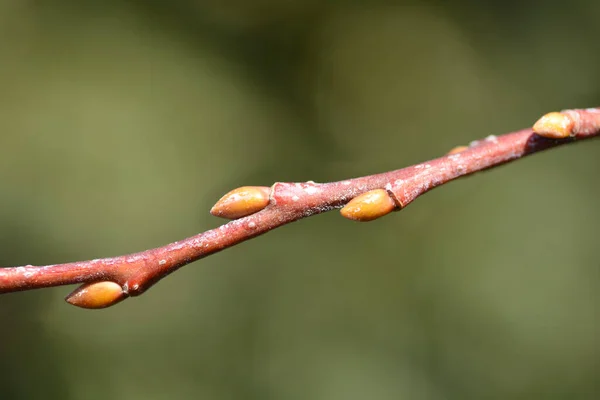 Кілмарнок Квітковими Бруньками Латинська Назва Salix Caprea Kilmarnock — стокове фото