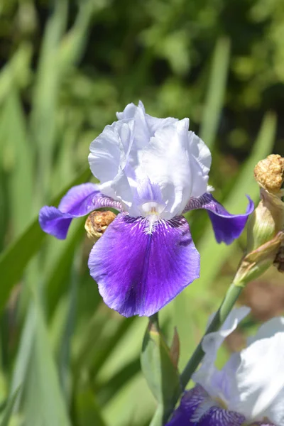 Висока Квітка Єлизавети Ноубл Латинська Назва Iris Barbata Elatior Elizabeth — стокове фото