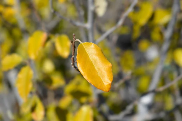 Ebbinges Silverberry Leaves Λατινική Ονομασία Elaagnus Submacrophylla — Φωτογραφία Αρχείου