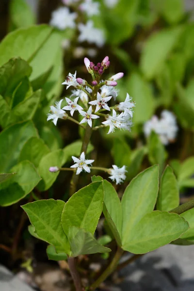 Загальні Бобові Квіти Латинська Назва Menyanthes Trifoliata — стокове фото
