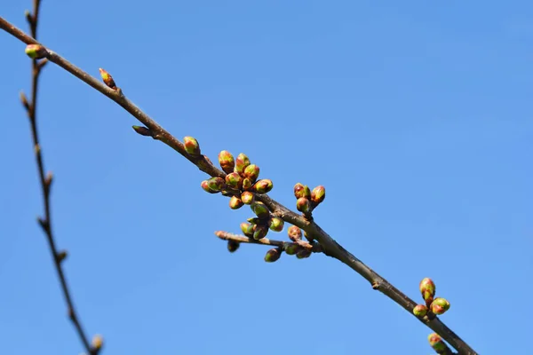 Třešňová Větev Poupaty Proti Modré Obloze Latinský Název Prunus Avium — Stock fotografie