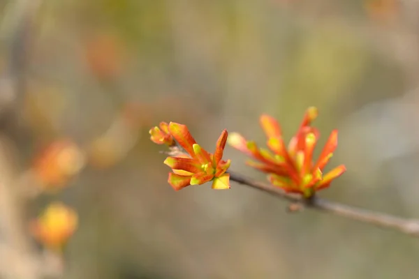 新しい葉を持つドワーフザクロの枝 ラテン名 プニカ グラナトゥム ヴァール — ストック写真