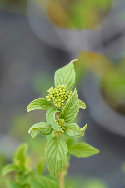 Red Osier Dogwood Flaviramea Flower Buds Latin Name Cornus Sericea — Stok Foto