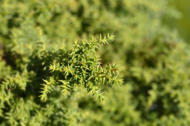 Japon sedir toynakları Latince adı Cryptomeria japonica Twinkle Toes.