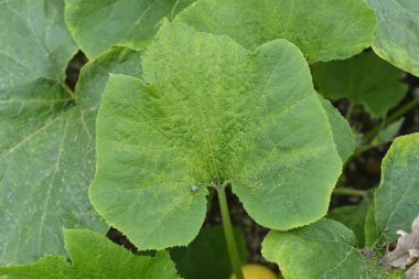 Dev balkabağı yaprakları - Latince adı - Cucurbita maxima