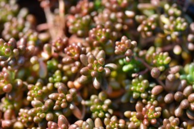 White Stonecrop Murale Latince adı Sedum olan albümünden ayrılıyor. teretifolium Murale
