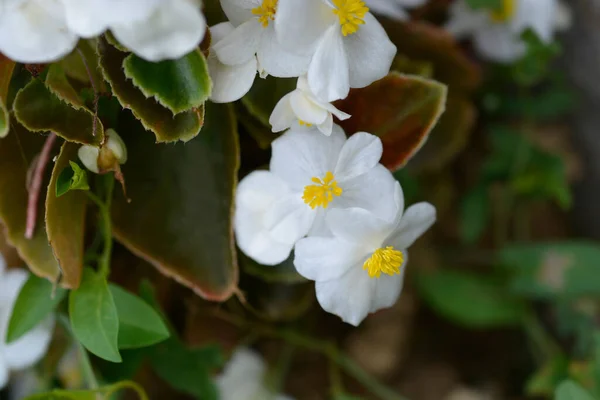 Wachsbegonie Weiße Blüten Und Bronzeblätter Lateinischer Name Begonia Semperflorens Hybriden — Stockfoto