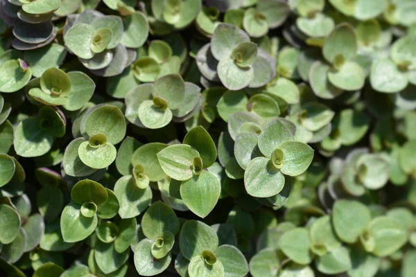 Creeping Inchplant Leaves Latin Name Callisia Repens — Zdjęcie stockowe
