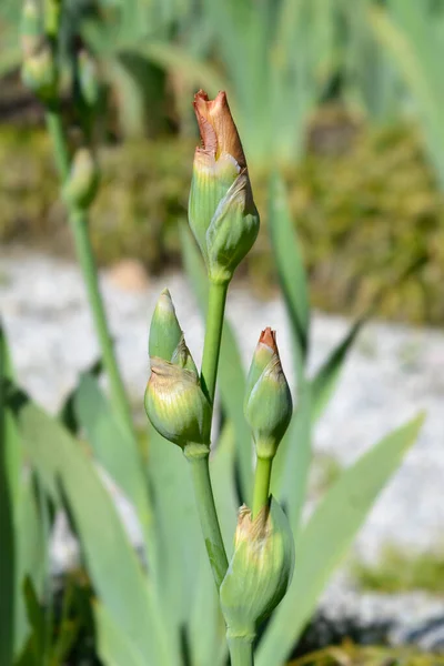Tall Bearded Iris Far Corners Flower Buds Latin Name Iris — стоковое фото