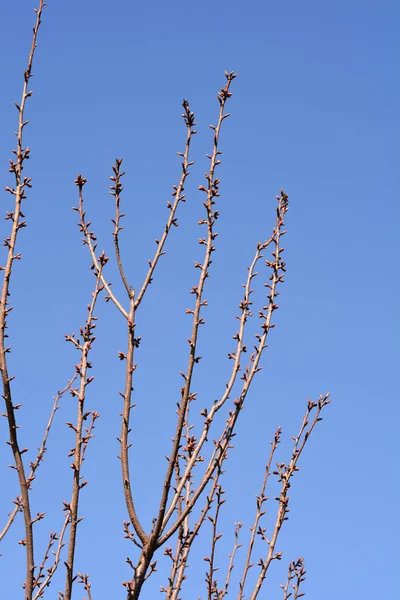 Japanese Flowering Cherry Kanzan Branches Flower Leaf Buds Blue Sky — Stock Photo, Image