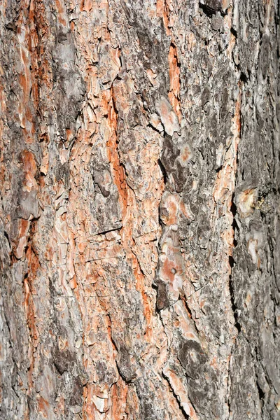 Чорна Сосна Кора Латинська Назва Pinus Nigra — стокове фото