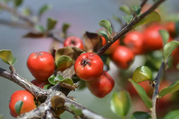 Blackburn Cranberry Cotoneaster Vörös Bogyókkal Latin Név Cotonter Apiculatus Blackburn — Stock Fotó
