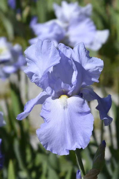 Tall Bearded Iris Eleanors Pride Flower Latin Name Iris Barbata — Fotografia de Stock