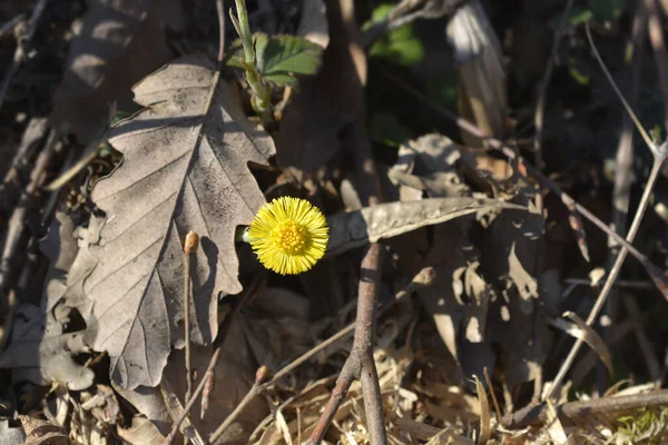 Coltsfoot Yellow Flower Latin Name Tussilago Farfara — Stock Photo, Image
