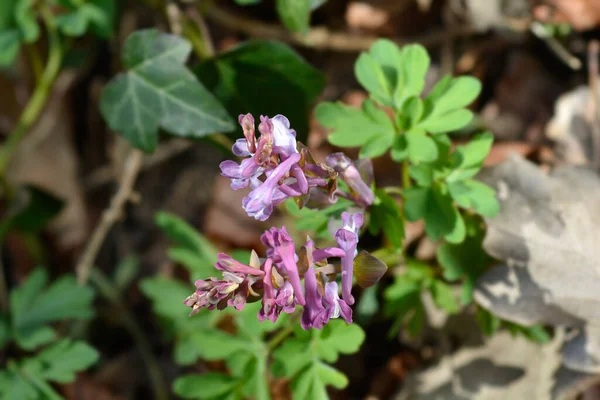 Hollowroot Flower Latin Name Corydalis Cava — 스톡 사진