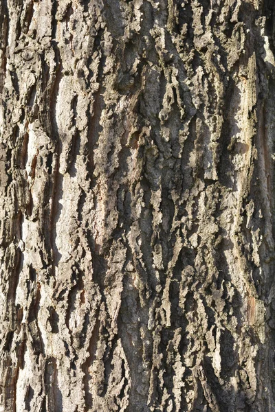 常见的覆盆子树皮细节 拉丁文名 西洋参 — 图库照片
