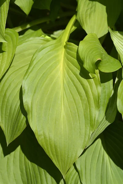 Plantain Lily Leaves Latin Name Hosta Hybrid — Stock Photo, Image