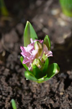 Yaygın sümbül çiçeği tomurcuğu - Latince adı - Hyacinthus orientalis