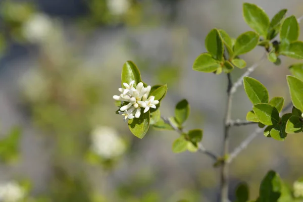 Japanese Privet Branch Leaves Flowers Latin Name Ligustrum Japonicum — Stock Photo, Image