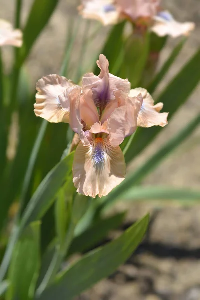 Standardowy Kwiat Irysów Brodatych Nazwa Łacińska Iris Chanted — Zdjęcie stockowe