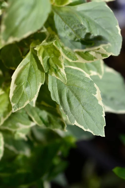 Basil Pesto Perpetuo Variegated Leaves Nama Latin Ocimum Citriodorum Pesto — Stok Foto