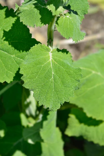 Clary Sage Leaf Latin Name Salvia Sclarea — стокове фото