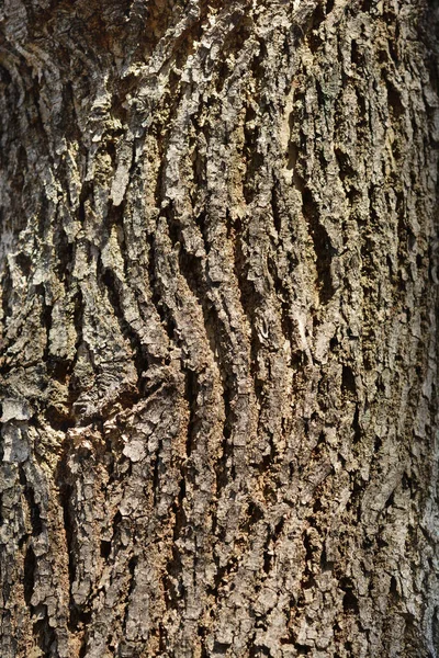 White Ash Bark Detail Latin Name Fraxinus Americana — Stock Photo, Image