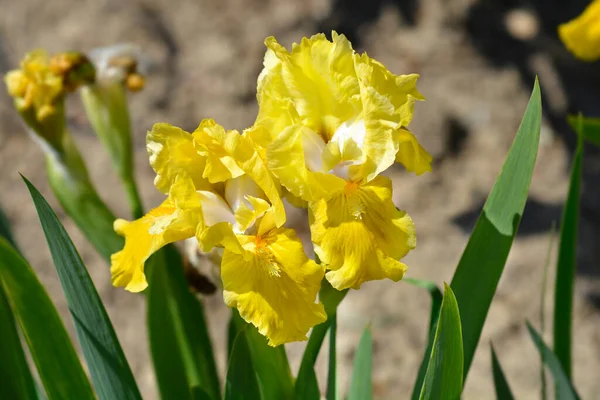 Standard Törpe Szakállú Írisz Nyulak Talp Virágok Latin Név Iris — Stock Fotó