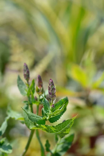 Balkán Clary Květinové Pupeny Latinský Název Salvia Nemorosa — Stock fotografie