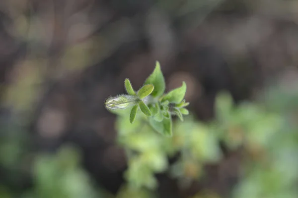 อดอกพ ขาวขนาดใหญ อละต Petunia Axillaris — ภาพถ่ายสต็อก
