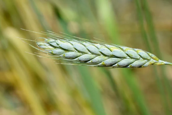 Macha Buğdayı Latince Adı Triticum Macha — Stok fotoğraf
