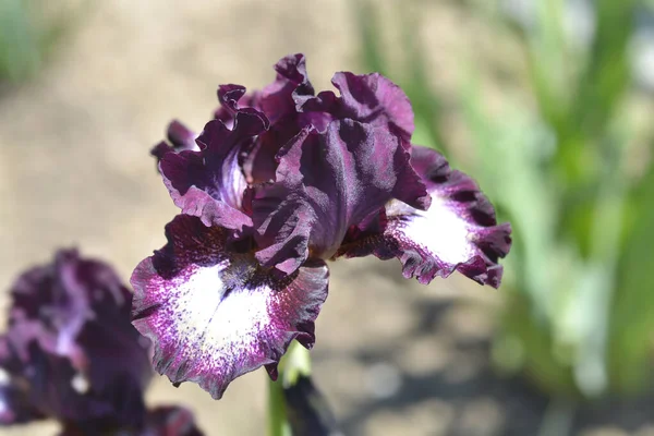 Средний Цветок Iris Spectator Латинское Название Iris Spectator — стоковое фото