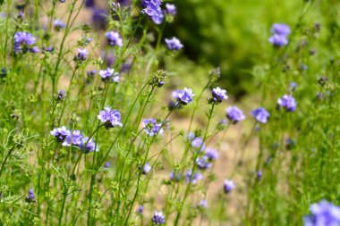 Kaliforniya gilia çiçekleri - Latince adı - Gilia achilleifolia