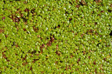 Ördek eti yaprakları - Latince adı - Spirodela polyrhiza