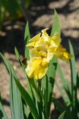 Standart Cüce Sakallı İris Tavşan Ayağı Çiçeği Latince adı İris Tavşan Ayağı