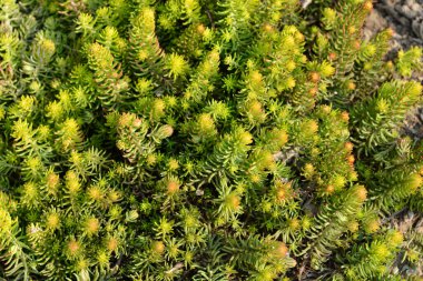 Rock stonecrop Angelina leaves - Latin name - Sedum rupestre Angelina