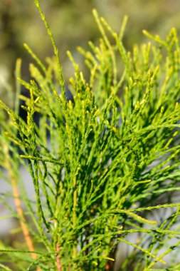 Doğulu thuja Franky Boy dalları - Latince adı - Platycladus orientalis Franky Boy