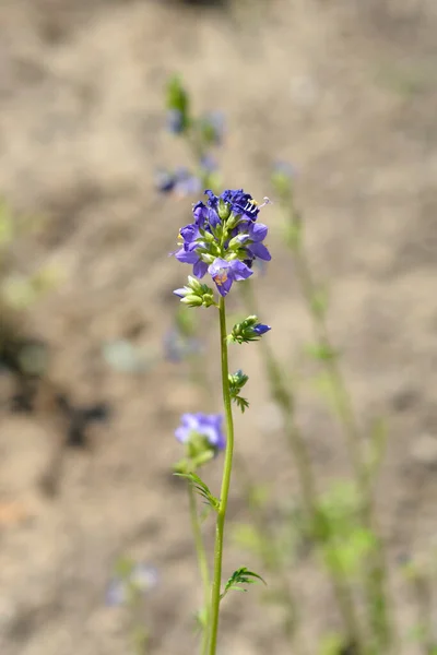 Jakobs Azul Escalera Flores Nombre Latino Polemonium Caeruleum —  Fotos de Stock